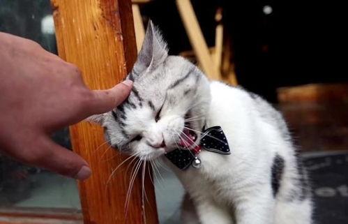 泰国肥猫爆料视频大全,萌态百出，笑料连连  第1张