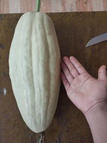 小瓜洋芋免费吃吗有毒吗,安全无毒揭秘 第3张 小瓜洋芋免费吃吗有毒吗,安全无毒揭秘 第3张