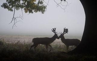 最新季节爆料鹿角,鹿角绽放，探寻鹿角生长的奥秘  第3张